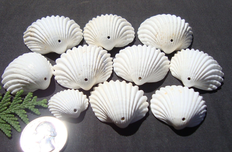May include: Ten white seashells with a hole drilled through the top. The shells are arranged in a semi-circle on a dark gray surface. A US quarter is included for size reference.