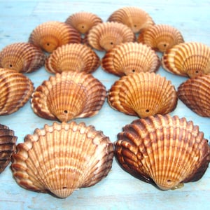 Conchas de berberecho perforadas, 18 - Conchas marinas grandes - Conchas marinas perforadas - Materiales para manualidades - Suministros para campanas de viento - Bricolaje - Perforadas a mano