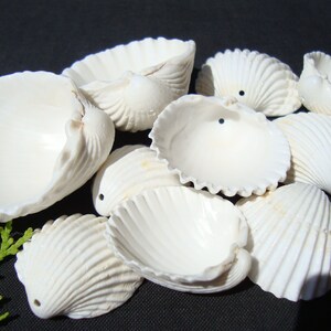 May include: A collection of white seashells with a smooth, textured surface. The shells are arranged in a pile, with some of them overlapping. The shells are all different sizes and shapes, but they all have a similar white color.