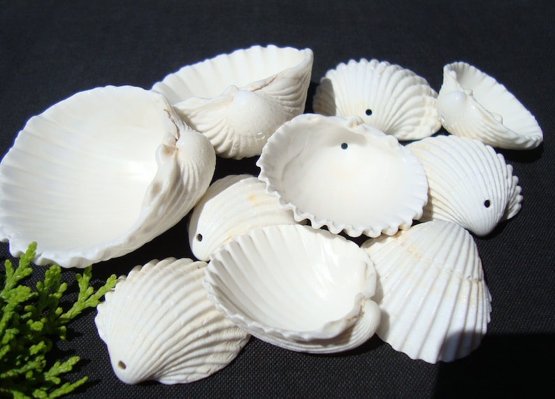 May include: A collection of white seashells with a smooth, textured surface. The shells are arranged in a pile, with some of them overlapping. The shells are all different sizes and shapes, but they all have a similar white color.