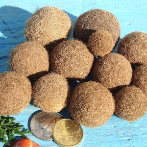 Bolas de algas marinas - Posidonia Oceanica - Bolas de plantas marinas - Hallazgos de playa - Decoración de playa ecológica