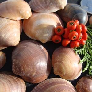 Clams - Bulk Sea Shells - Genuine Sea Shells - Jewelry Supplies - Clam Shells image 5
