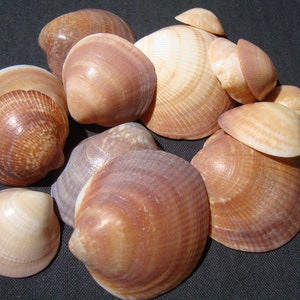 May include: A collection of various bivalve seashells in shades of tan, brown, and cream. The shells feature smooth, rounded surfaces with subtle radial ridges and concentric growth lines, displaying natural color variations and glossy textures.