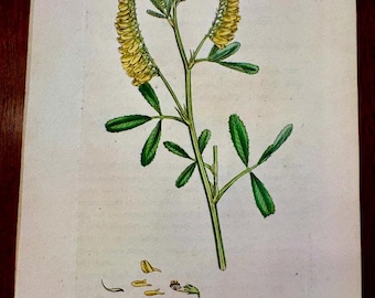 1807 James Sowerby English Botany Hand-Colored Print Common Melilot Plate 1340 w/ Text