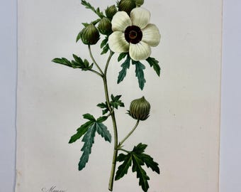 1827, Original Antique Hibiscus trionum Botanical Engraving – Redouté – French Botanical Art