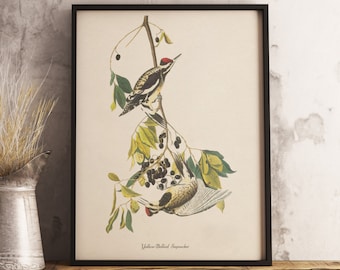 Impresión Sapsucker de vientre amarillo: DESCARGA DIGITAL INSTANTE Impresión de aves, pintura de aves antiguas