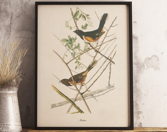 Impresión Towhee: DESCARGA DIGITAL INSTANTÁNEA Impresión de aves, pintura de aves antiguas