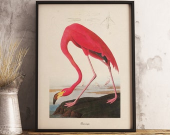 Flamingo Print:INSTANT DIGITAL DOWNLOAD Bird print, Antique Bird Painting