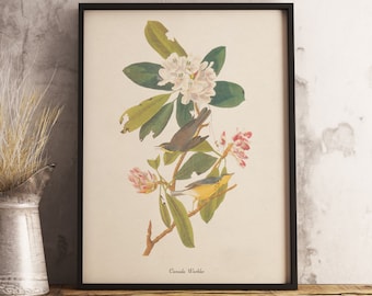 Impresión de curruca de Canadá: DESCARGA DIGITAL INSTANTÁNEA Impresión de aves, pintura de aves antiguas