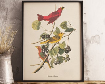 Impresión de tangara de verano: DESCARGA DIGITAL INSTANTÁNEA Impresión de aves, pintura de aves antiguas