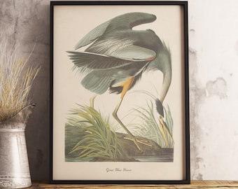 Impresión de garza azul: DESCARGA DIGITAL INSTANTÁNEA Impresión de aves, pintura de aves antiguas