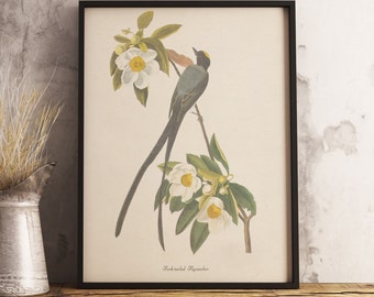 Impresión de papamoscas de cola de horquilla: DESCARGA DIGITAL INSTANTÁNEA Impresión de aves, pintura de aves antiguas
