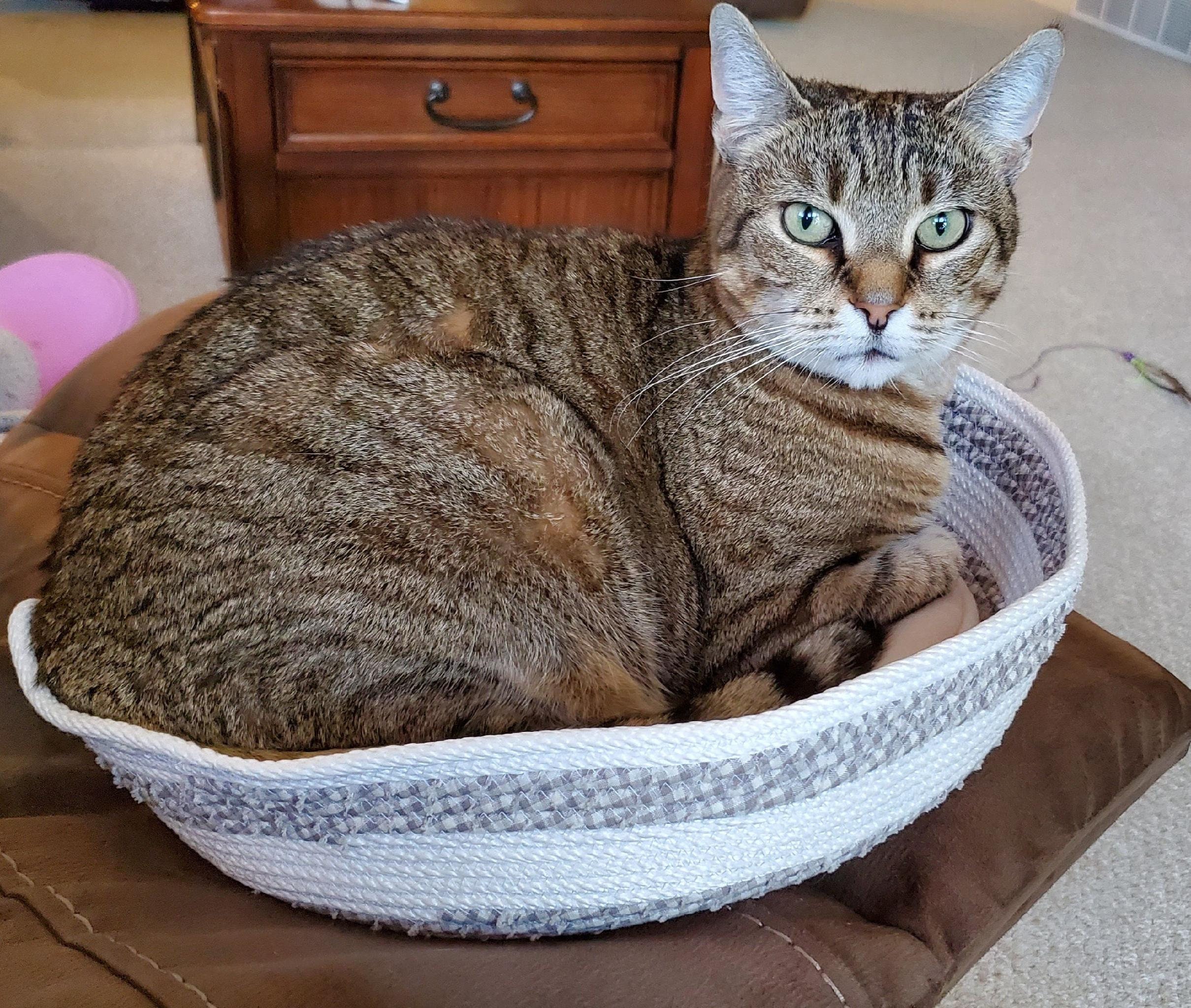 Washable Pet Bed Etsy