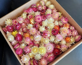 Dried strawflowers, 100 pcs dried flower heads