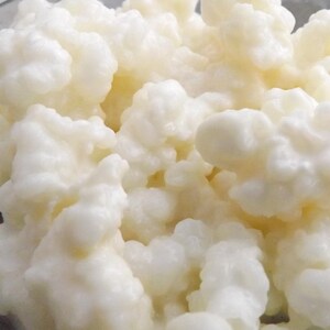 Organic Live Milk Kefir Grains. Grown in Organic Full Fat Cow's Milk. High Quality. Free 1st Class Postage. image 1