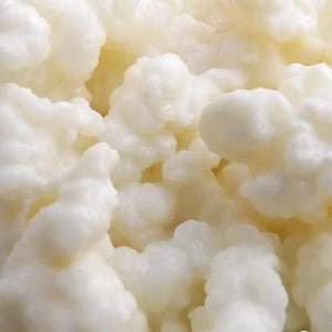 10g Organic Milk Kefir Grains : Live Culture, Superior Quality
