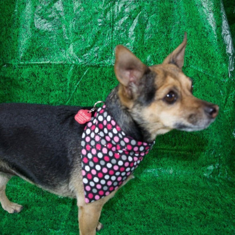 slide on dog bandana