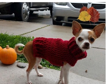 May include: A small, white and brown chihuahua wearing a red knitted jumper. The dog is standing on a pavement with a pumpkin and autumn leaves in the background.