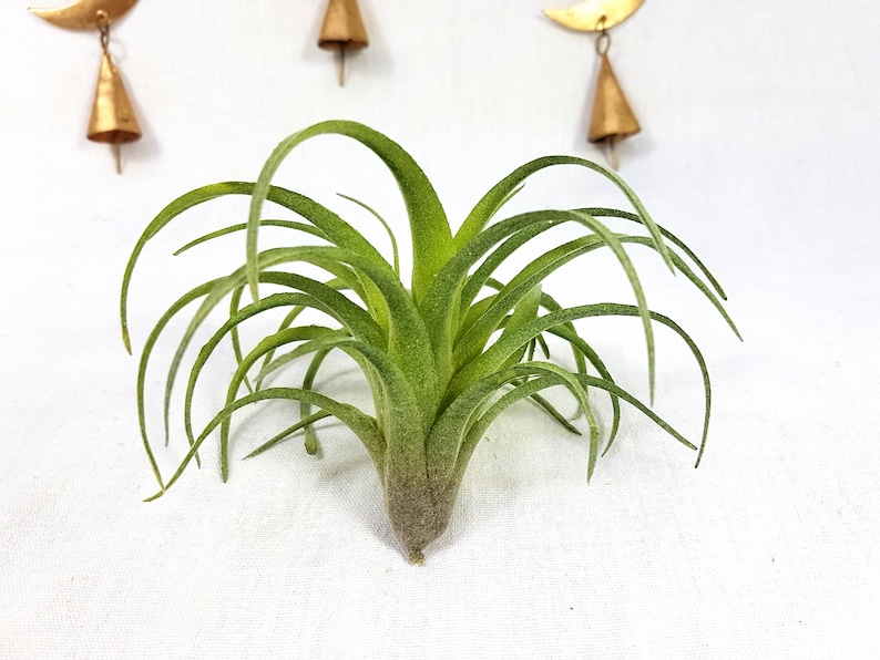 Faux Air Plant Soft Touch Fake Plant Artificial Airplant Etsy