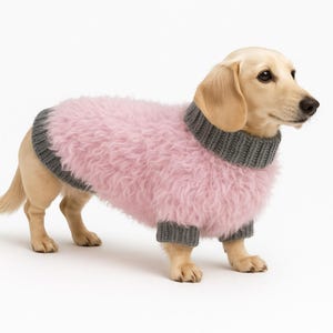 May include: A light-colored dachshund dog wearing a pink fuzzy sweater with gray ribbed trim around the neck and sleeves. The dog is standing on a white surface.