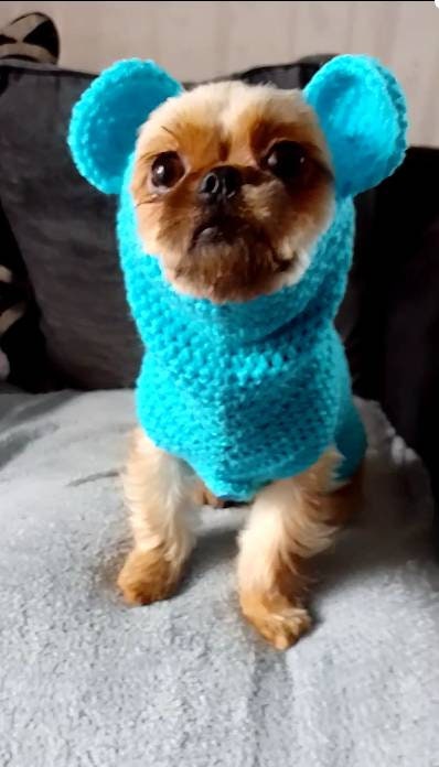 Miniature schnauzer clearance raincoat