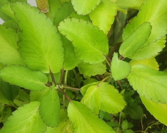 Miracle leaf,wonder of the world leaf,Rare Succulent Kalanchoe pinnata,succulent,Kalanchoe,Succulent,Plan,Organic,Green,Goethe plant,Gifts