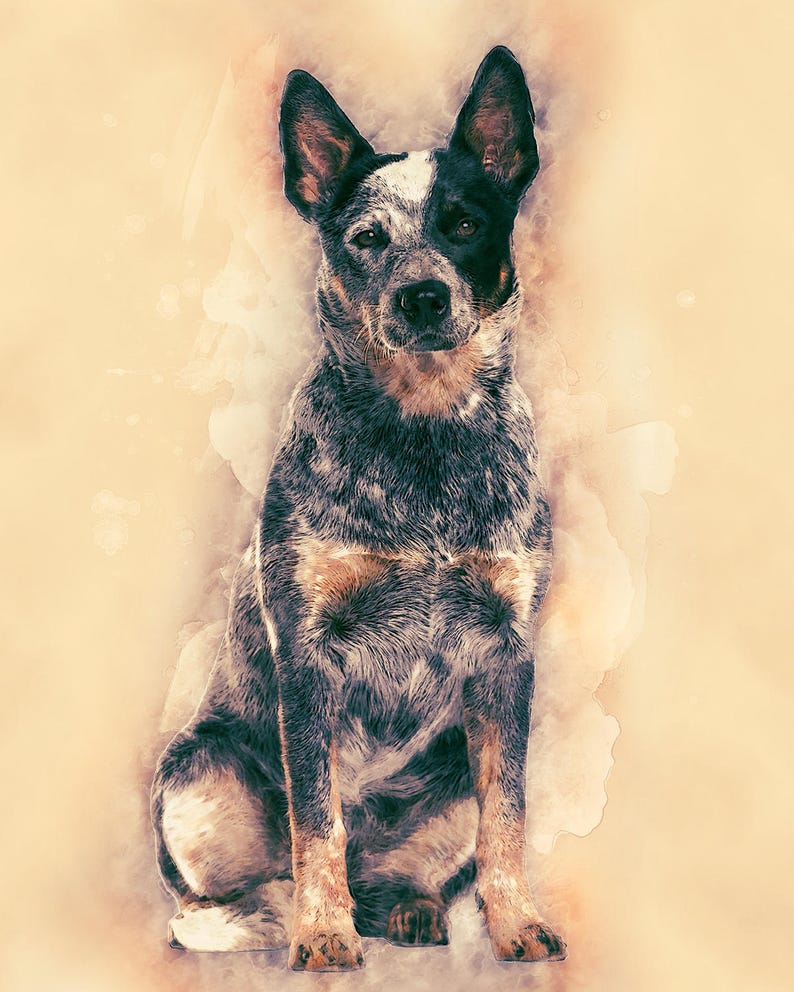 Australian Cattle Dog Art Portrait Australian Cattle Dog Etsy