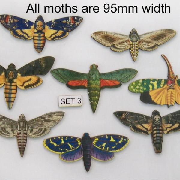 LARGE MOTHS. A selection of 8 x Wide wing moths (Set 3)