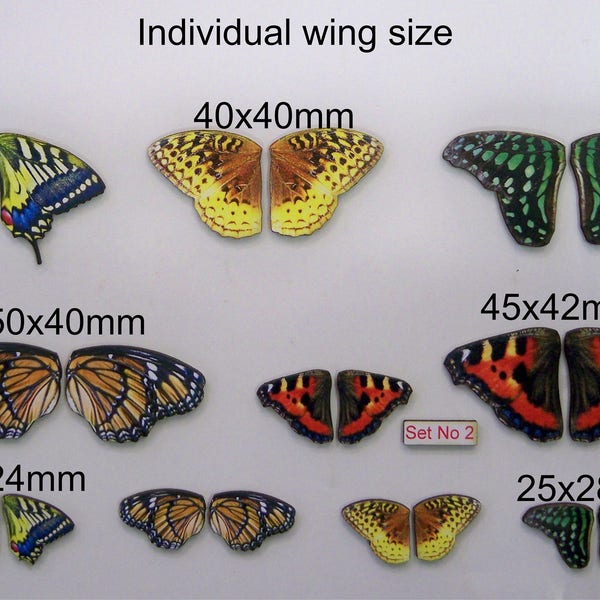20 X Ailes de papillon individuelles (Ensemble n° 2.)