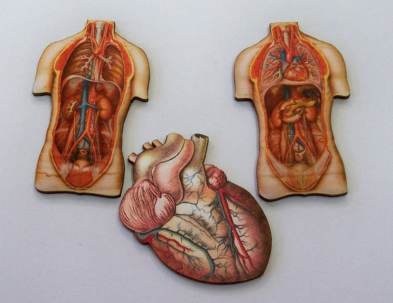 ANATOMICAL BODY PARTS. Medical Aid. Student memories. Set Etsy