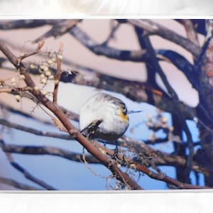Silly Yellow-rumped Warbler - 8.5 x 11 inch print