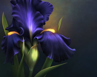 Iris Bliss Digitally-painted Bearded Iris Design Resource