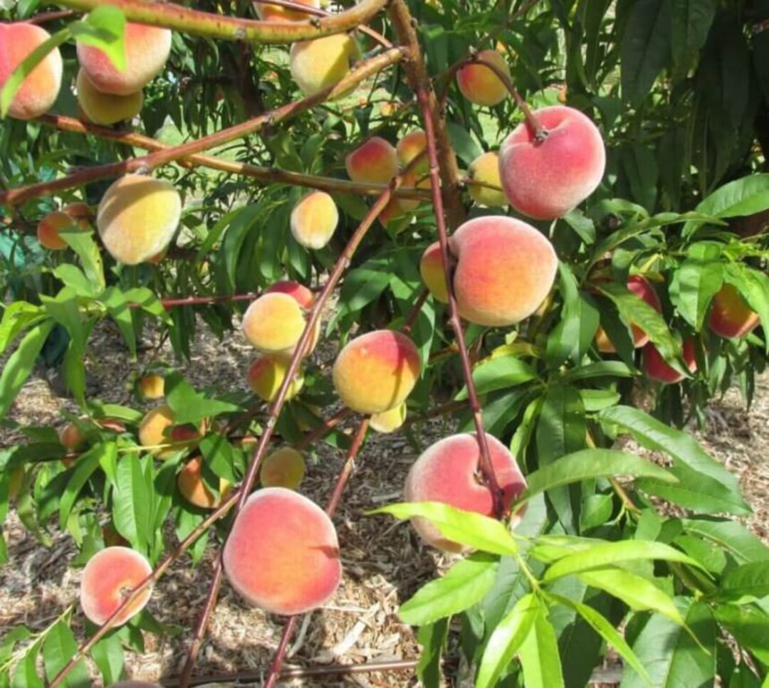 16 Nectarine Cuttings & Propagation Guide Etsy