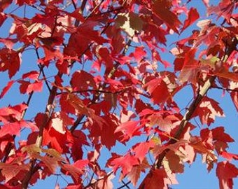 5+ Red American Maple Acer Bareroot Saplings Fall Color & Grow Guide