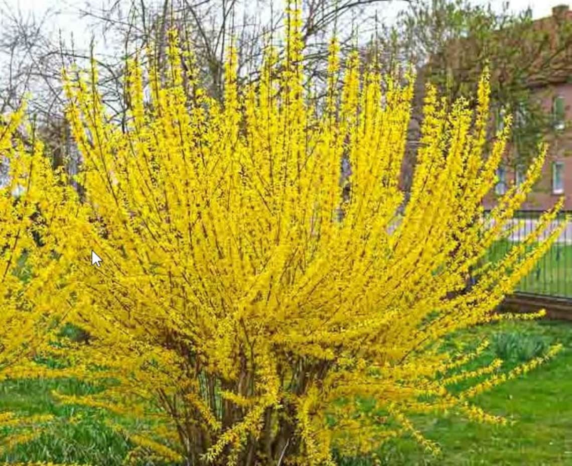 Lynwood Gold Forsythia 20 Fresh Cuttings yellow Etsy