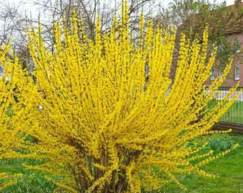 20+ Lynwood Gold Forsythia Fresh Cuttings "Yellow Bells" Spring Flowers & Propagation Guide