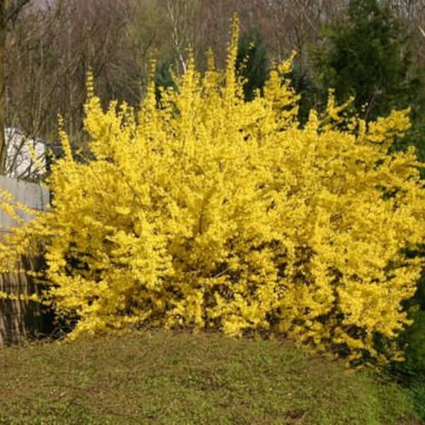 Forsythia 'Spectabilis' 15+ Fresh Cuttings "Yellow Bells" & Propagation Guide