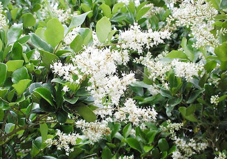 Japanese 'Waxleaf' Privet Ligustrum Japonicum 11 Etsy