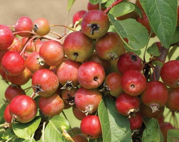 15 Dolgo Crabapple Fresh Cuttings 68 & Propagation Guide Etsy