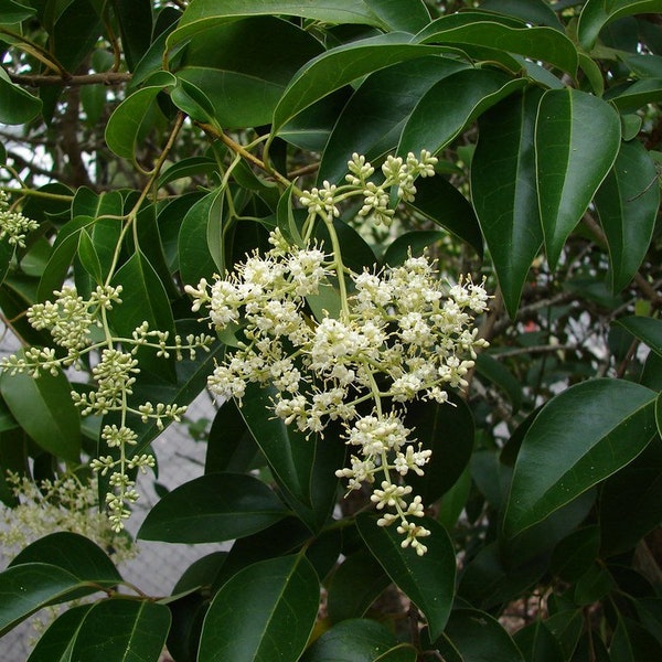 10+ Glossy "Wax-Leaf" Privet Ligustrum Lucidum Bareroot Plants Privacy Hedging