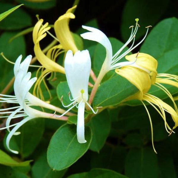 Japanese Honeysuckle 10 Bareroot Plants Lonicera Japonica Flowers Fragrant + Guide