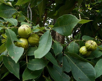 5 White Hickory Nut Saplings "Carya Tomentosa" Bareroot Tree 5-8" + Grow Guide