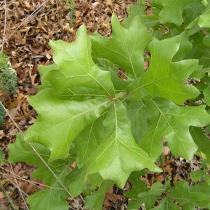 Blackjack Oak Quercus Marilandica 5 Bareroot Saplings Tree & Grow Guide