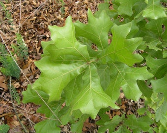 Blackjack Oak Quercus Marilandica 5 Bareroot Saplings Tree & Grow Guide