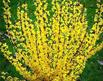 25+ Forsythia 'Yellow Bells' Cuttings 3 Varieties Flowering Shrub & Propagation Guide