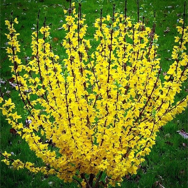 25+ Forsythia 'Yellow Bells' Cuttings 3 Varieties Flowering Shrub & Propagation Guide