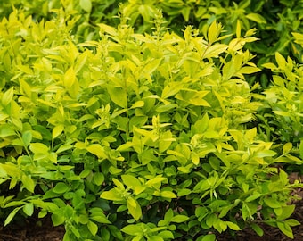 16+ Golden Vicary Privet Cuttings Beautiful Hedging & Propagation Guide