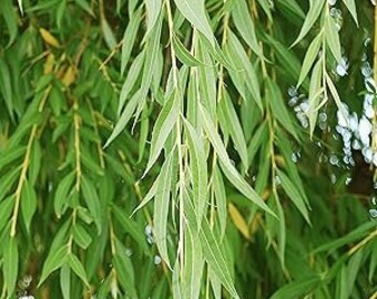 3 Austree Hybrid Willow 6-8" Bareroot Trees Fast Growing + Guide