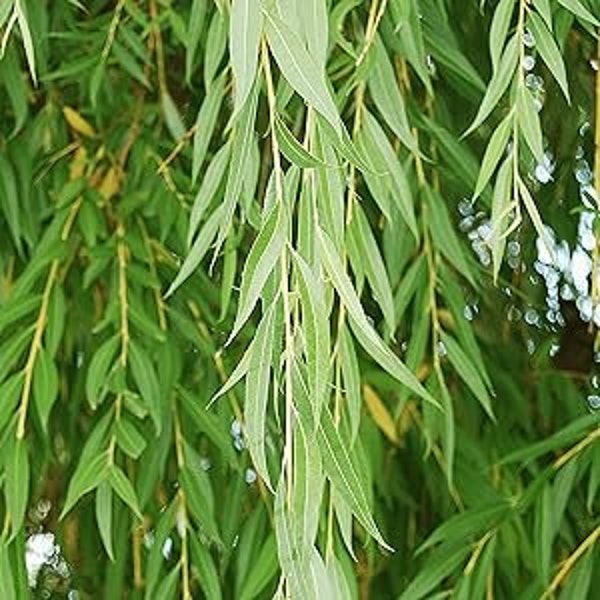 3 Austree Hybrid Willow 6-8" Bareroot Trees Fast Growing + Guide