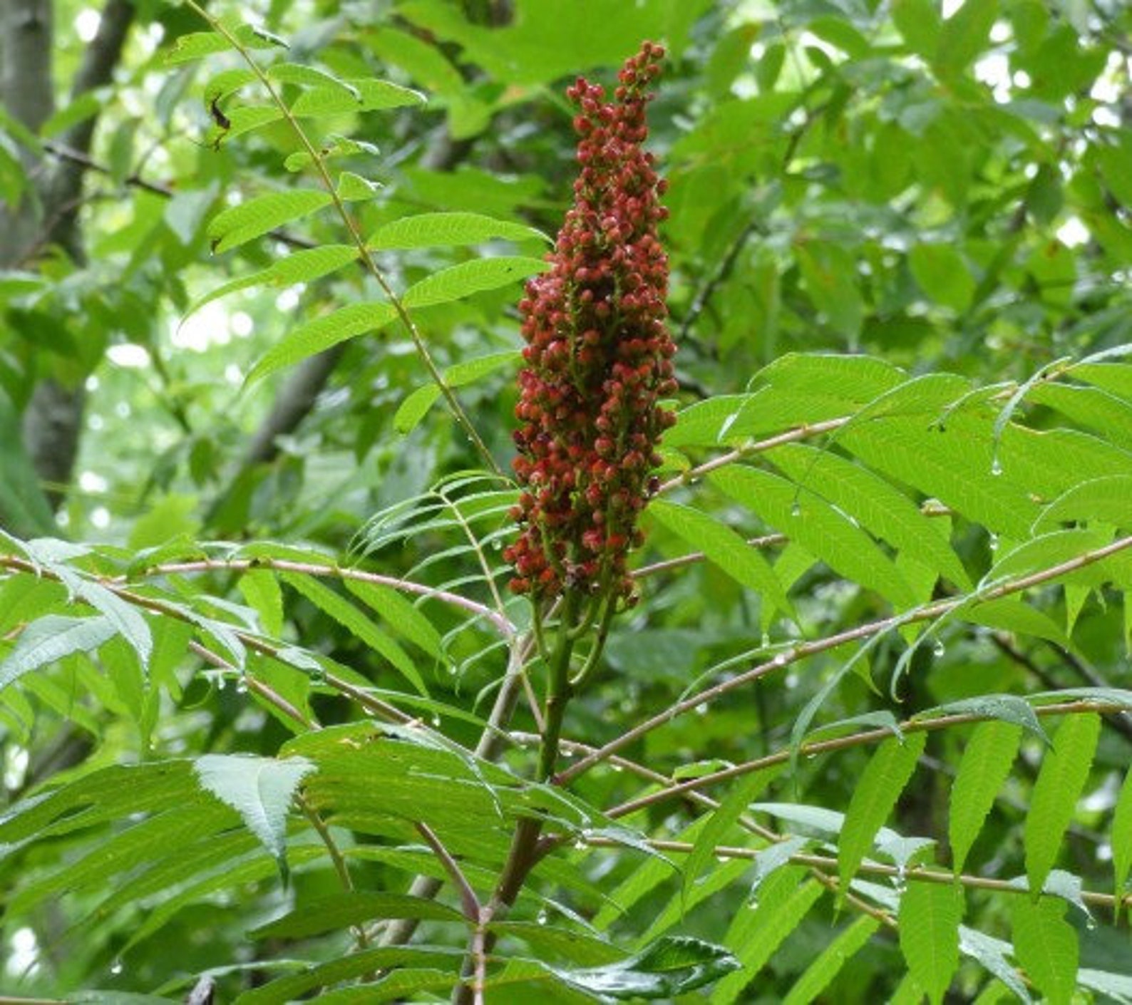 Smooth Sumac Tree Pack 4 Bareroot Plants & Bonus Seeds Rhus Etsy